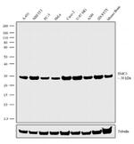 TM111 Antibody in Western Blot (WB)