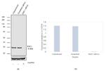 TM111 Antibody