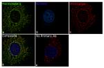 HK1 Antibody in Immunocytochemistry (ICC/IF)