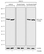 Phospho-EEF2 (Thr56) Antibody in Western Blot (WB)