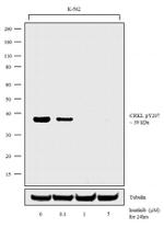 Phospho-CrkL (Tyr207) Antibody