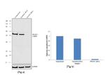 POU3F2 Antibody in Western Blot (WB)