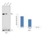 BRD8 Antibody in Western Blot (WB)