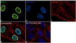 Histone H1.5 Antibody in Immunocytochemistry (ICC/IF)