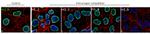 Histone H1.5 Antibody in Competition Assay (CA)