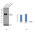 LIMP2 Antibody in Western Blot (WB)