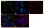 LIMP2 Antibody in Immunocytochemistry (ICC/IF)