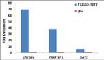 TET2 Antibody