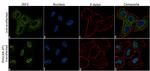 IRF3 Antibody in Immunocytochemistry (ICC/IF)