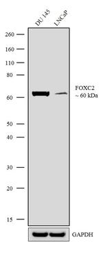 FOXC2 Antibody