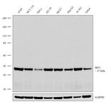 IRF3 Antibody in Western Blot (WB)