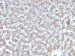 A20/TNFAIP3 Antibody in Immunohistochemistry (Paraffin) (IHC (P))