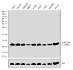 H3K27me1 Antibody in Western Blot (WB)