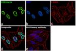 H3R2me2a Antibody in Immunocytochemistry (ICC/IF)