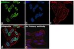 H4K12ac Antibody in Immunocytochemistry (ICC/IF)