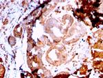 GRP94/HSP90B1 Antibody in Immunohistochemistry (Paraffin) (IHC (P))