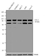Cullin 1 Antibody in Western Blot (WB)