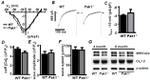 PAK1 Antibody in Western Blot (WB)