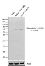 Phospho-NFkB p65 (Ser536) Antibody in Western Blot (WB)