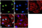 H3K27me1 Antibody in Immunocytochemistry (ICC/IF)