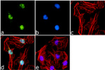 Phospho-Histone H3 (Ser28) Antibody in Immunocytochemistry (ICC/IF)