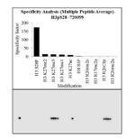 Phospho-Histone H3 (Ser28) Antibody in Peptide array (ARRAY)