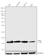 Phospho-Histone H4 (Ser1) Antibody in Western Blot (WB)