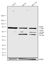 Kindlin Antibody in Western Blot (WB)