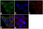 SMN1 Antibody in Immunocytochemistry (ICC/IF)