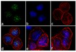 BUBR1 Antibody in Immunocytochemistry (ICC/IF)