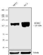 BUBR1 Antibody in Western Blot (WB)