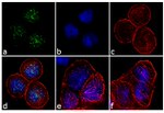 BUBR1 Antibody