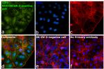 ZO-3 Antibody in Immunocytochemistry (ICC/IF)