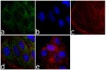 SAPK4 Antibody in Immunocytochemistry (ICC/IF)