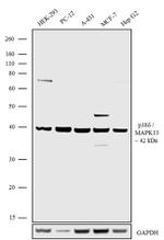 SAPK4 Antibody in Western Blot (WB)