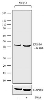 MKP3 Antibody