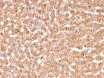 Transthyretin (Prealbumin) Antibody in Immunohistochemistry (Paraffin) (IHC (P))