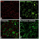 ZO-1 Antibody in Immunocytochemistry (ICC/IF)