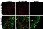 ZO-1 Antibody in Immunocytochemistry (ICC/IF)