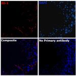 ZO-1 Antibody in Immunohistochemistry (Paraffin) (IHC (P))