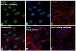 SOX2 Antibody in Immunocytochemistry (ICC/IF)