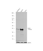 SOX2 Antibody in Western Blot (WB)