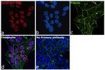 SOX2 Antibody in Immunocytochemistry (ICC/IF)