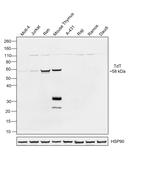 TdT Antibody in Western Blot (WB)