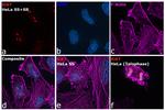 Ki-67 Antibody