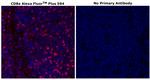 CD8 alpha Antibody in Immunohistochemistry (Paraffin) (IHC (P))