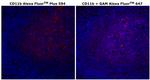 CD11b Antibody in Immunohistochemistry (Paraffin) (IHC (P))