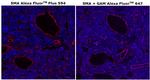 Alpha-Smooth Muscle Actin Antibody in Immunohistochemistry (Paraffin) (IHC (P))