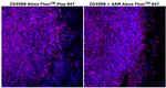 CD45RB Antibody in Immunohistochemistry (Paraffin) (IHC (P))