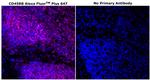 CD45RB Antibody in Immunohistochemistry (Paraffin) (IHC (P))